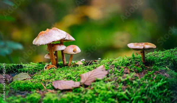 Obraz mushroom in forest