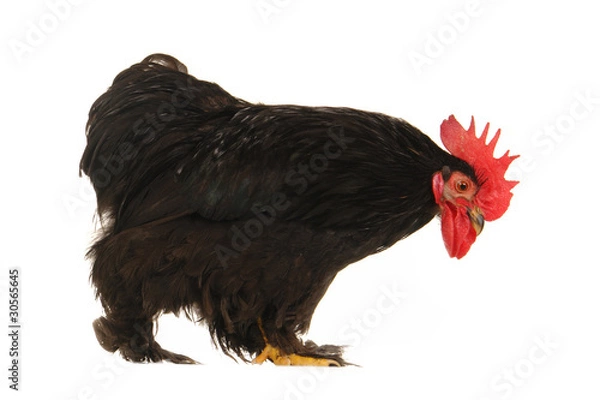 Fototapeta cock
