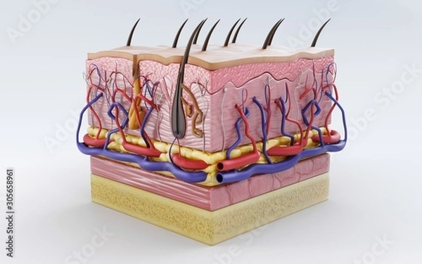 Fototapeta Human skin, skin structure, body fat. 3d rendering