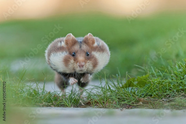 Obraz europäischer feldhamster