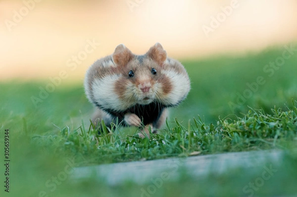 Obraz europäischer feldhamster