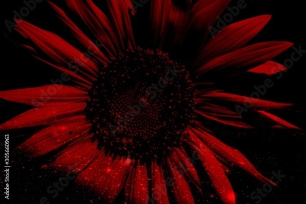 Obraz flower on black background