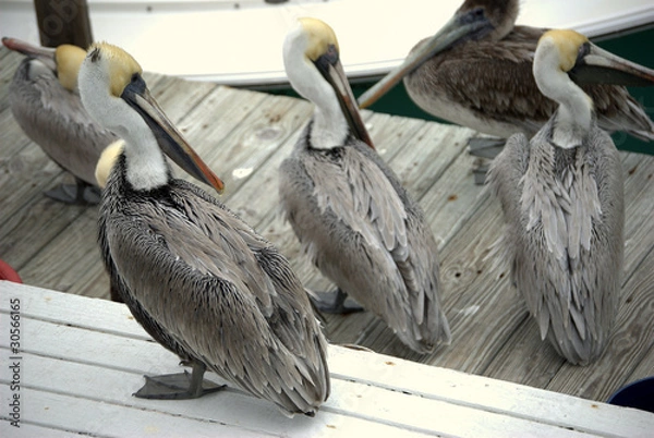 Fototapeta Pelicans