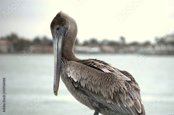 Fototapeta Pelican