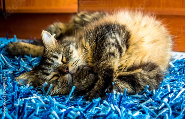Obraz gato a dormir no tapete