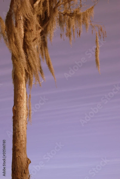 Fototapeta Mossy Cypress Tree