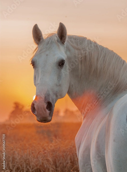Fototapeta Gray lipizzaner breed stallion looking inthe the camera in the oat field in the morning sunrise.