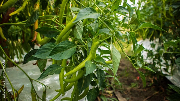 Fototapeta Chili cultivation, one of agriculture with good business value. Looks fertile with maximum care