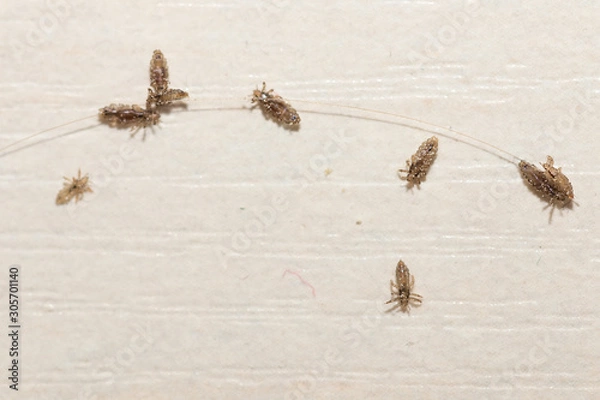 Obraz Prevention and elimination of lice. On a white table