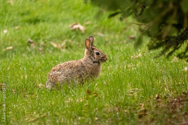 Obraz A wild, brown rabbit browses near shrubbery on a spring day.