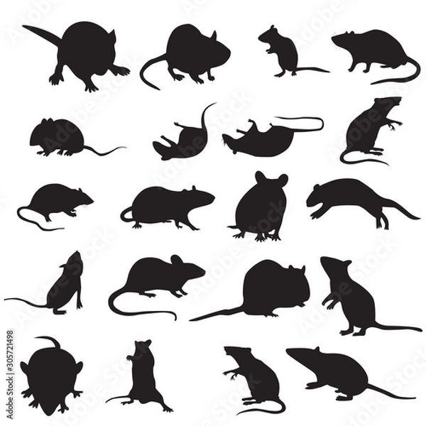 Fototapeta set of mouse animal.mouse silhouettes set isolated on white background vector. mouse and rad with different poses