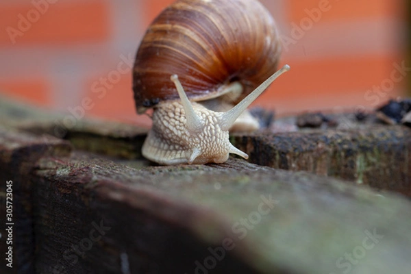 Obraz Schnecke Schneckenhaus Makro 