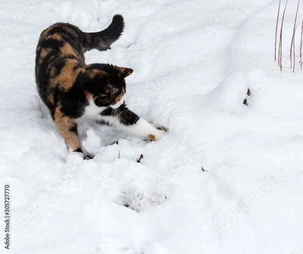 Obraz Katze spielt im Schnee (Julie)