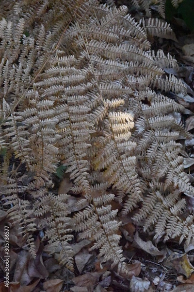 Fototapeta Fall Bracken Ferns