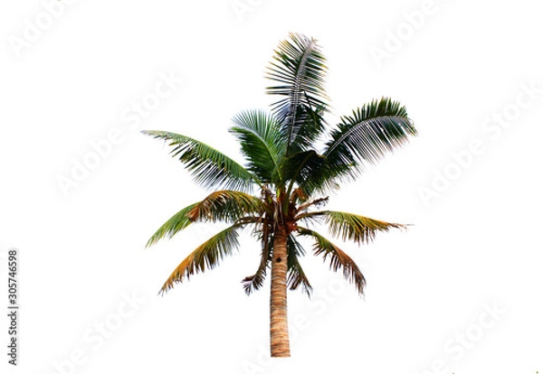 Fototapeta 1 coconut tree isolated on a white background