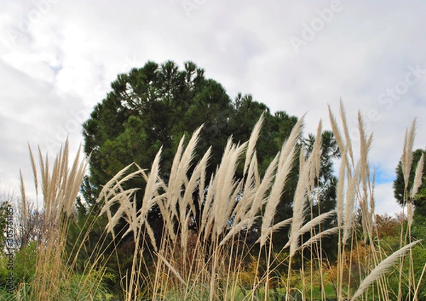 Obraz Flora silvestre