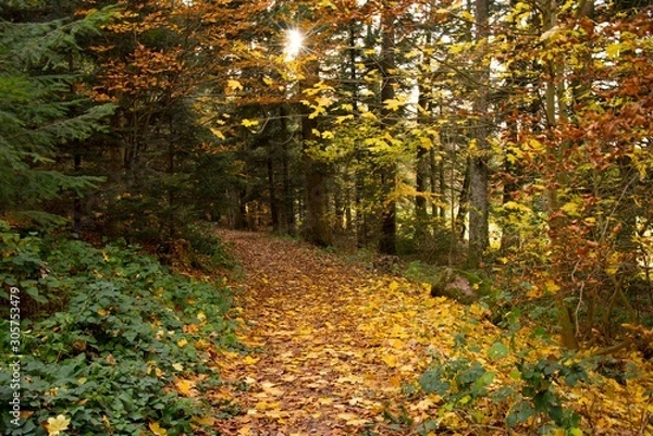 Fototapeta Herbtwald am Mont Saint Odile in den Vogesen