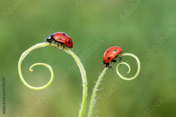 Obraz ladybug on green grass