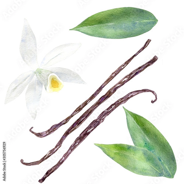 Obraz Watercolor vanilla set