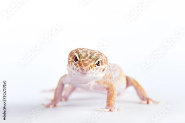 Obraz Eublepharis macularius a little lizard