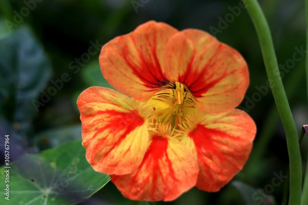 Fototapeta Nasturtium flowers. Tropaeolum majus garden nasturtium, Indian cress, or monks cress is a species of flowering plant in the family Tropaeolaceae. Flower and foliage.