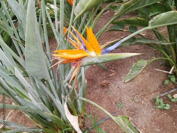 Obraz flores de Canarias