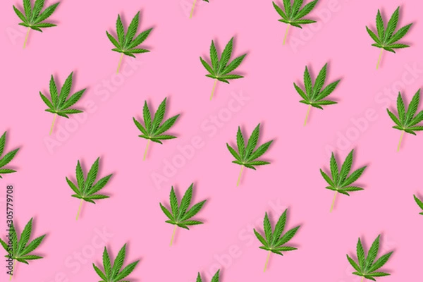 Obraz Hemp or cannabis leaf isolated on bright pink background.