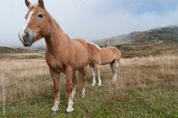 Obraz Cavallo di montagna