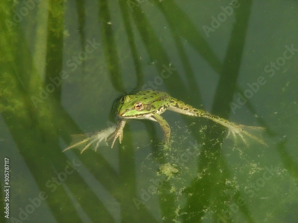 Obraz frosch im teich