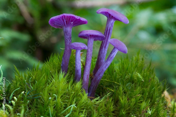 Obraz Purple violet mushroom Amethyst deceiver (Laccaria amethystina)