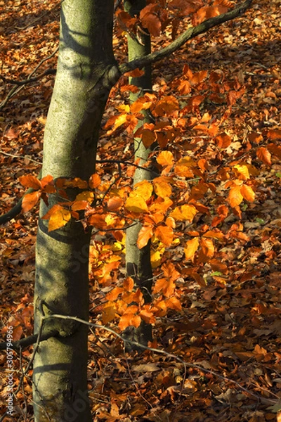 Fototapeta Herbstzeit