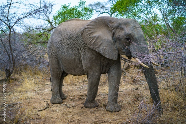 Obraz elephant in kruger national park, mpumalanga, south africa 36