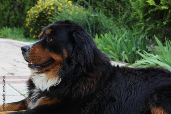 Fototapeta Bouvier bernois 