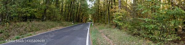 Fototapeta Panorama from  trees in forest