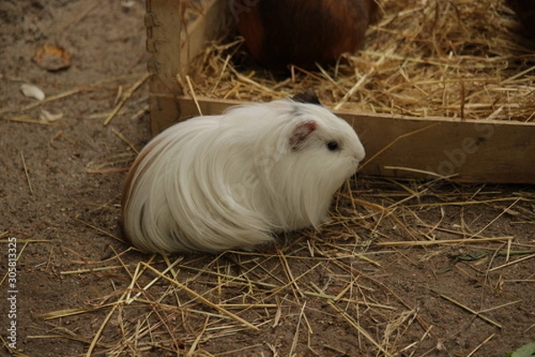 Obraz fluffy guinea pig