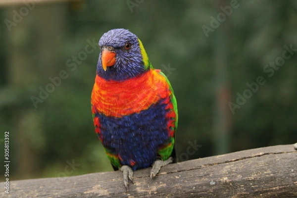 Obraz lori on a stick