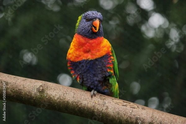 Obraz screaching lori