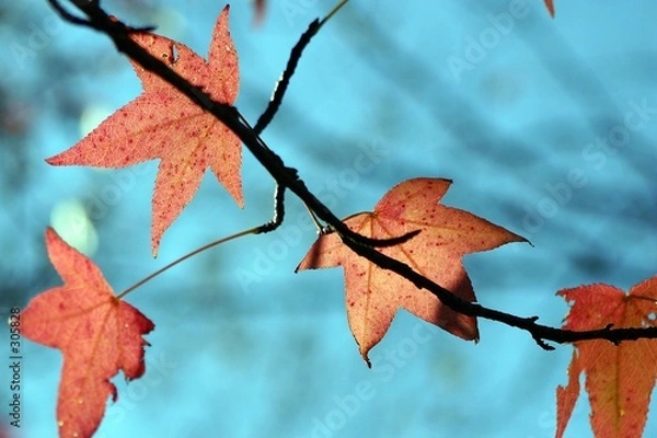 Obraz Leaves in Fall