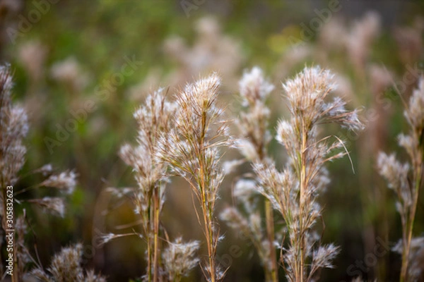Obraz BUSHY BLUESTEM GRASS
