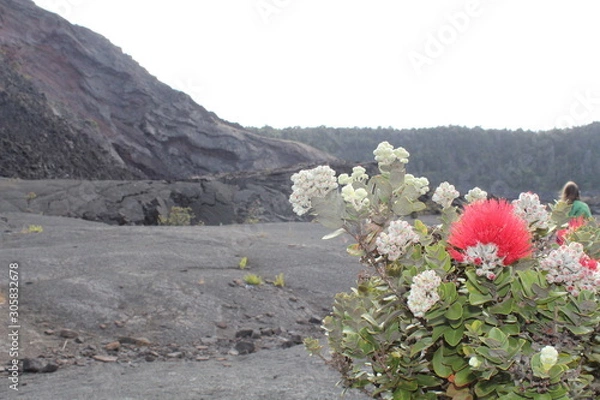 Obraz Ohia Lehua in Volcano