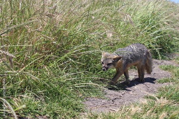 Obraz Catalina Island Fox Sneak