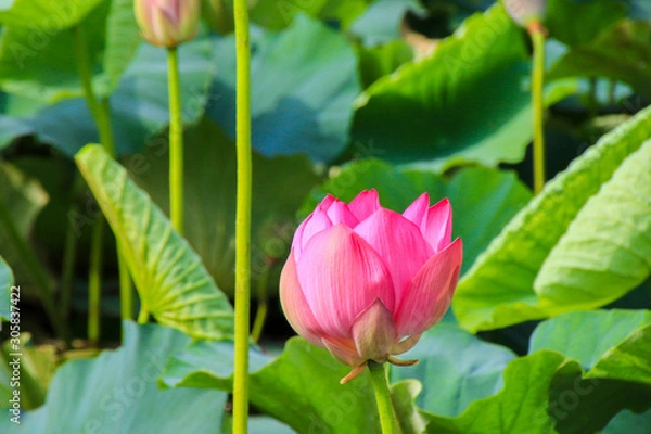 Fototapeta 伊豆沼の蓮