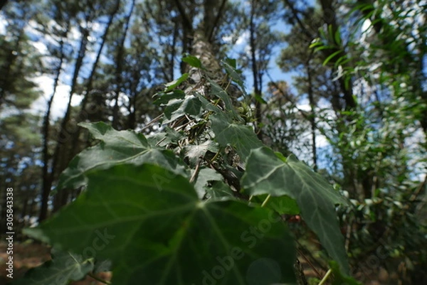 Obraz tree in forest