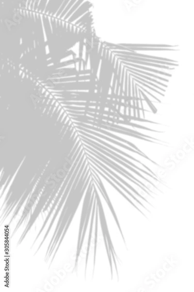 Fototapeta Minimal blur background coconut shadow palm leaves on the white wall.