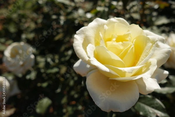 Obraz WHITE ROSE