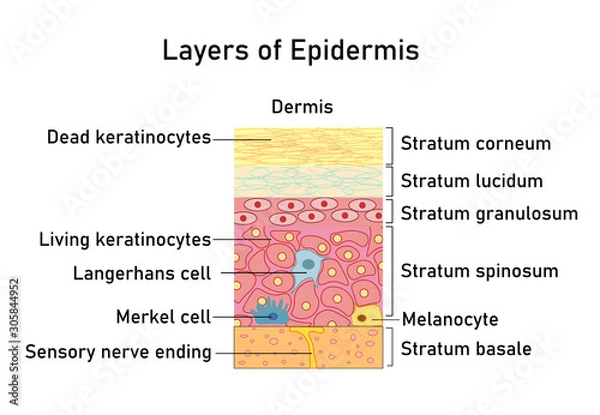 Fototapeta Vector illustration with structure of dermis for medical and educational pictures isolated
