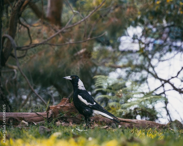 Fototapeta Australian Magpie Bird