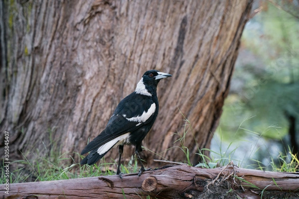 Fototapeta Australian Magpie Bird