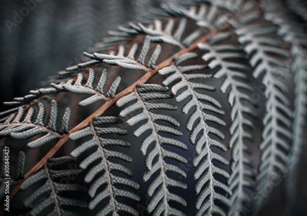 Fototapeta Ferns leaves