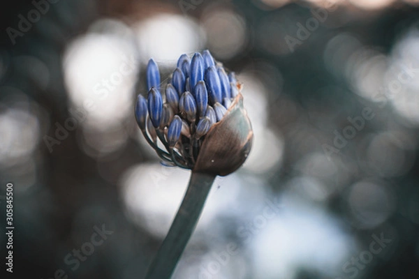 Obraz Blooming Flower